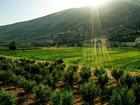 lebanon crisis hashish hit farmers