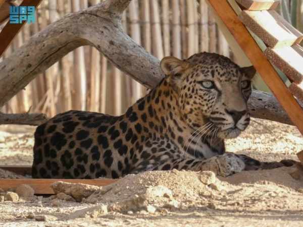 arrival,leopard,rcu,taif,breeding