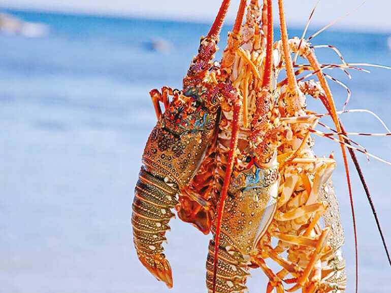 lobster,tonnes,exported,were,oman
