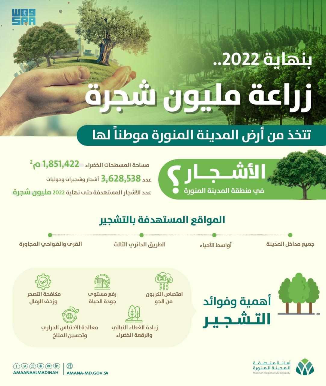 madinah trees drive launched plant