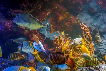 marine experts sustainable drives uae