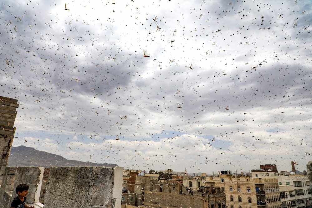 middle-east africa food locust swarms