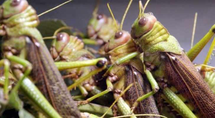 ministry agriculture locust current