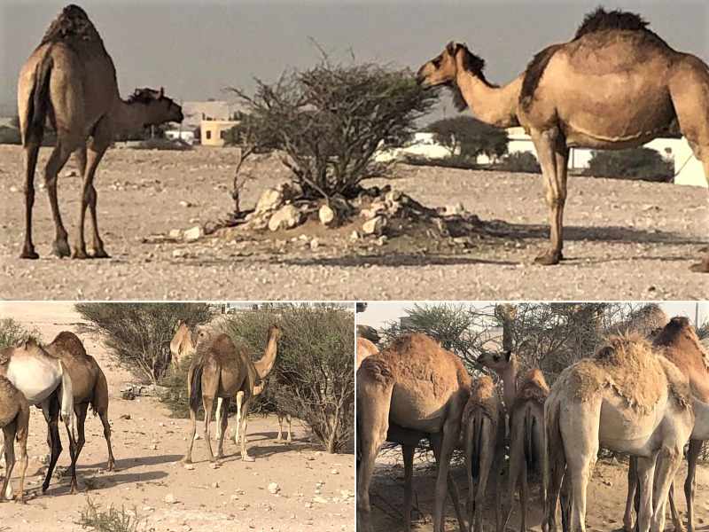 ministry,ban,grazing,camel,environment