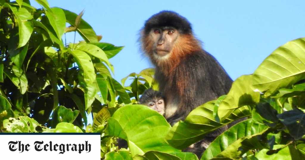 business,monkey,species,deforestation,live