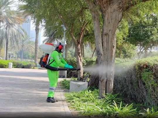 uae,mosquitoes,spread,curb,campaign