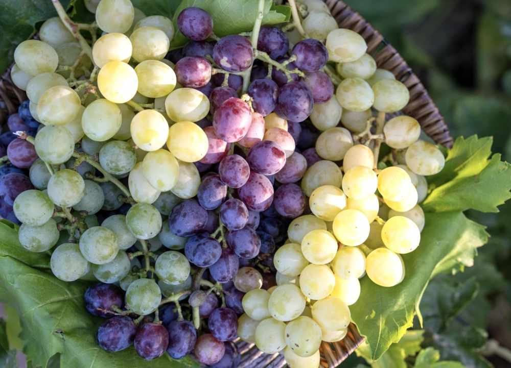 north,sharqiyah,grape,harvest,season