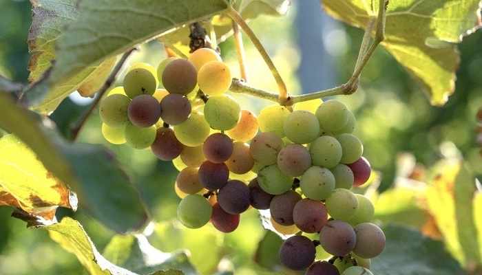 grape,harvest,season,north al sharqiyah