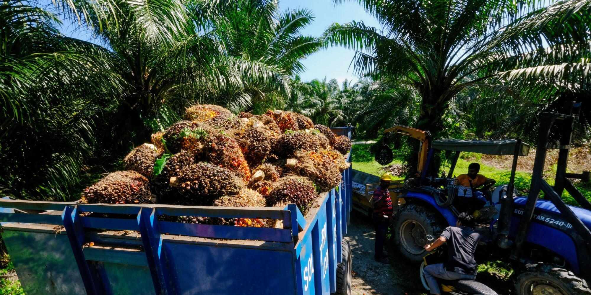 oil, palm, markets, consumed, edible, 