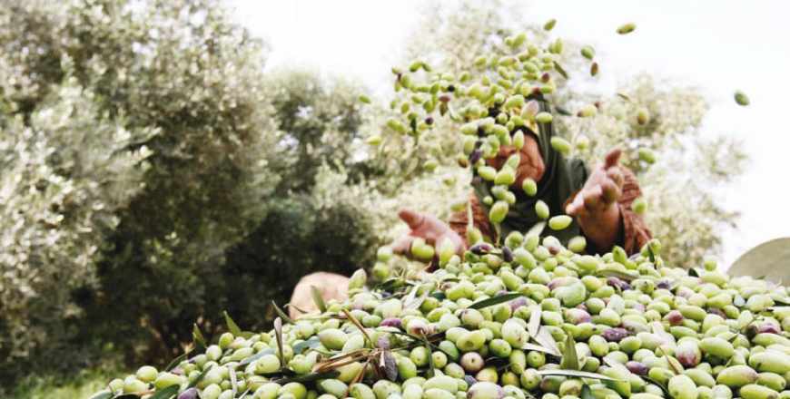 olive,oil,yield,omari,tonnes