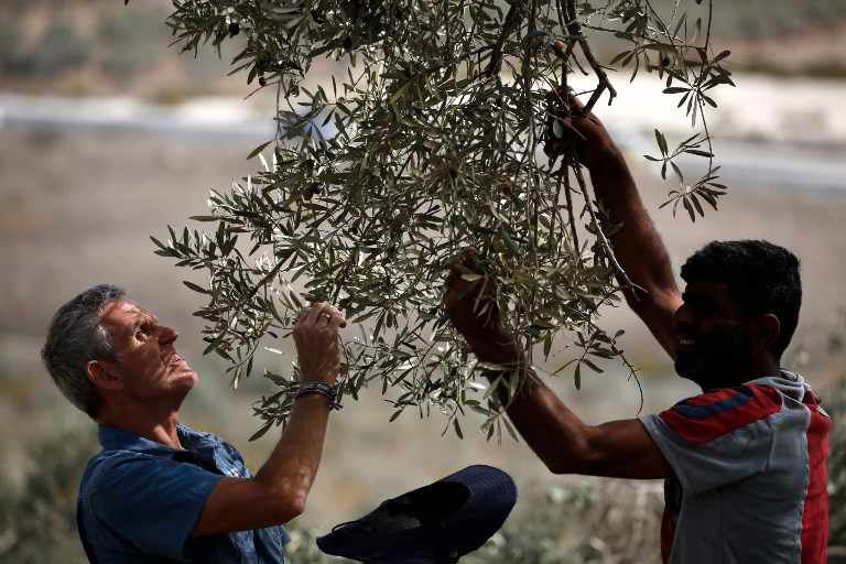 olive,trees,palestine,plant,palestinian