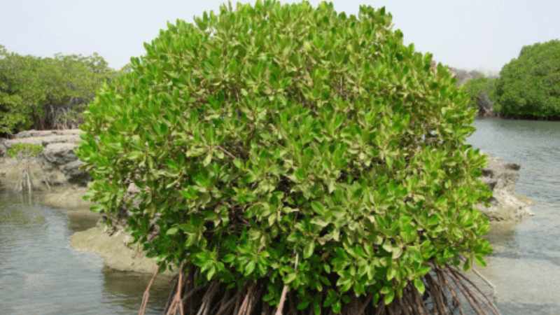 oman seedlings mangrove environment authority