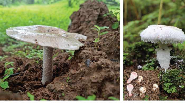 international,oman,fungi,discovered,biodiversity