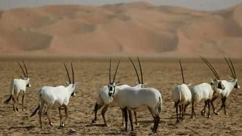 saudi,arabia,saudi arabia,oryx,arabian
