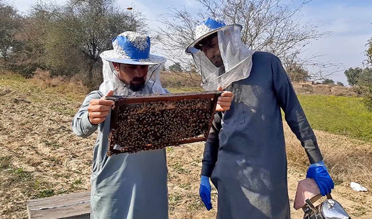 pakistan honey bee exports plan