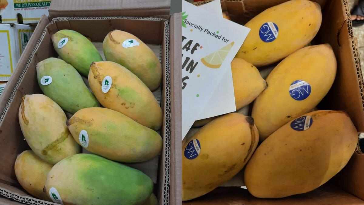 uae,mangoes,pakistani,varieties,supply