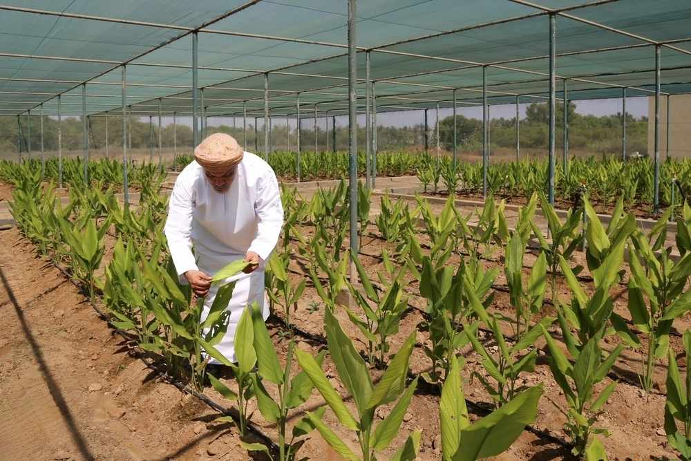 phase,turmeric,cultivation,muscat,funded