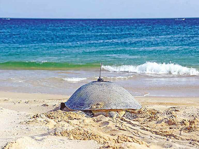 pillars,turtle,reserve,protect,nests