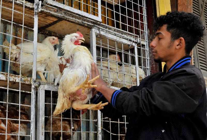 egypt,prices,sector,currency,poultry