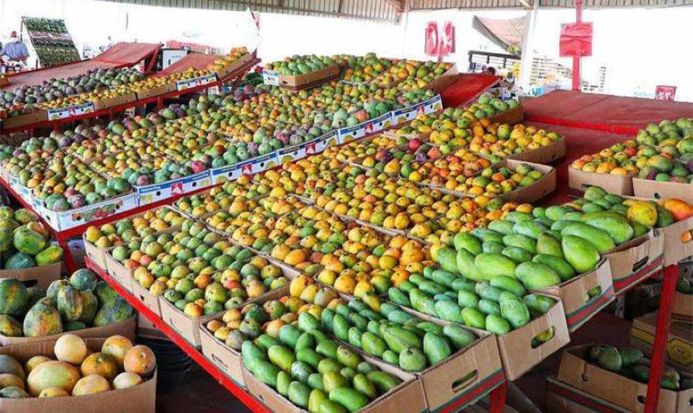 production,mango,trees,jazan,agricultural
