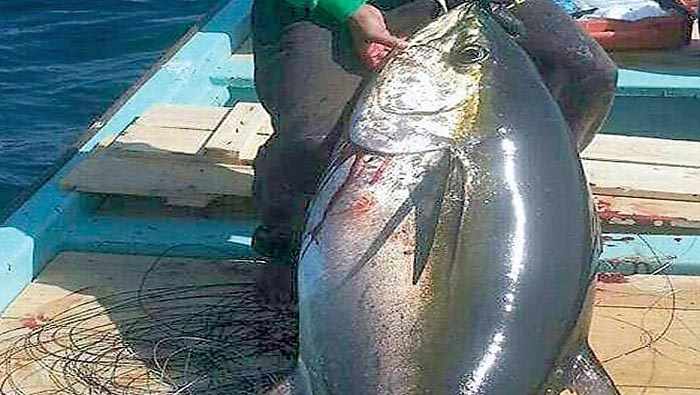 production, yellowfin, tuna, tonnes, oman, 