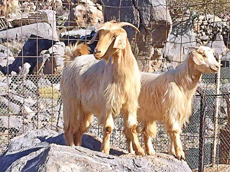 ministry,project,goats,mountain,diversify