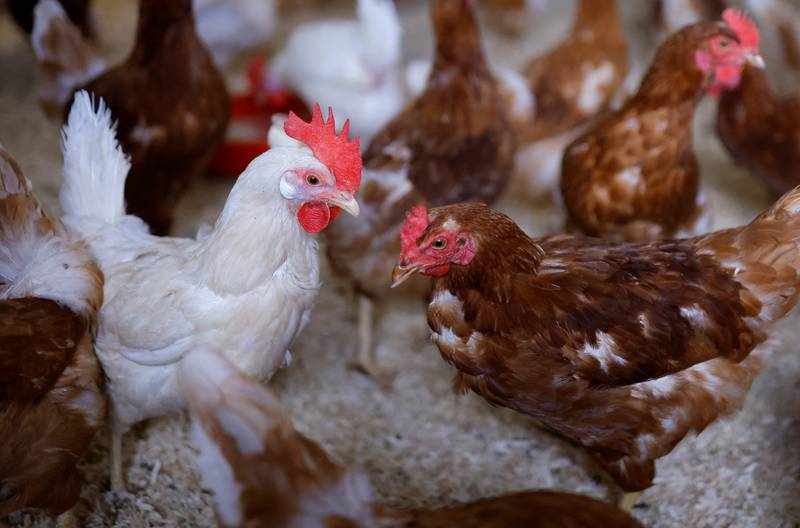 saudi,french,poultry,imports,ban