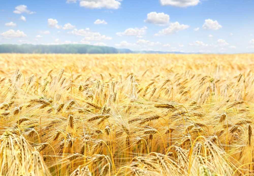 saudi-arabia barley australia boost saudi