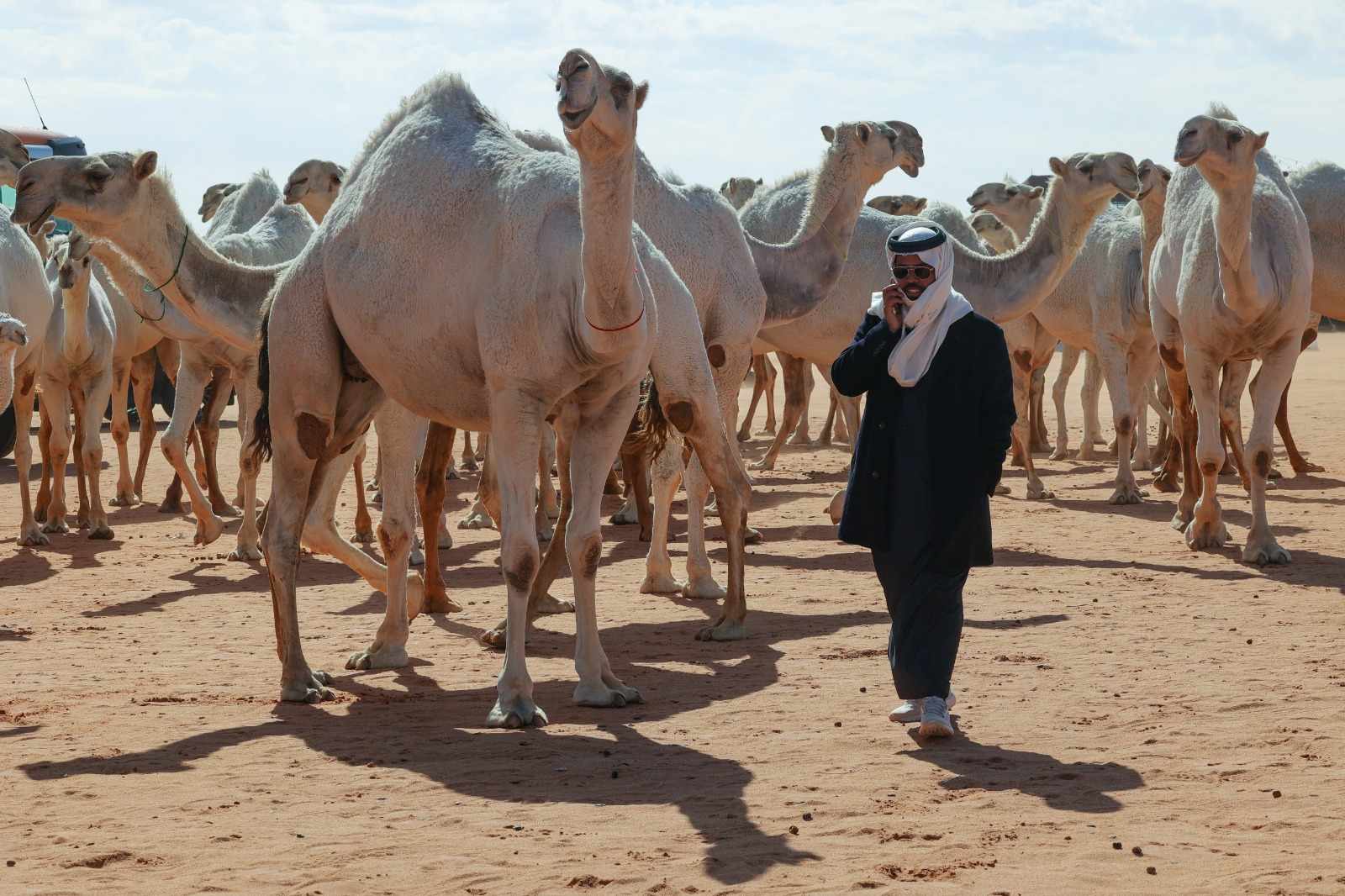 saudi,language,camel,train,herd