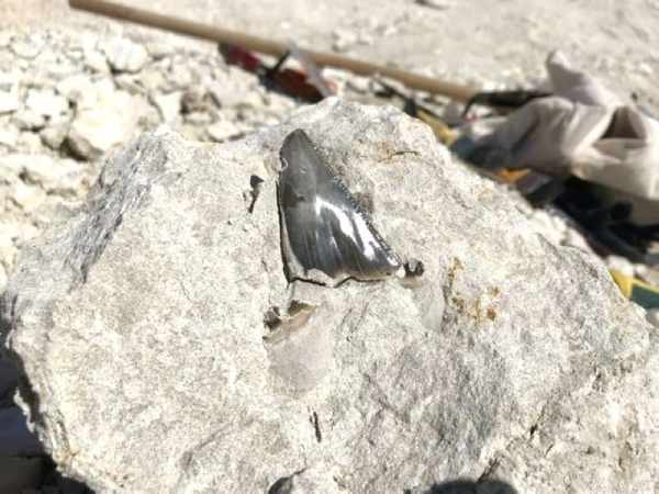 saudi,kingdom,fossil,remains,discovered