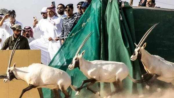 saudi,neom,oryx,sands,wildlife