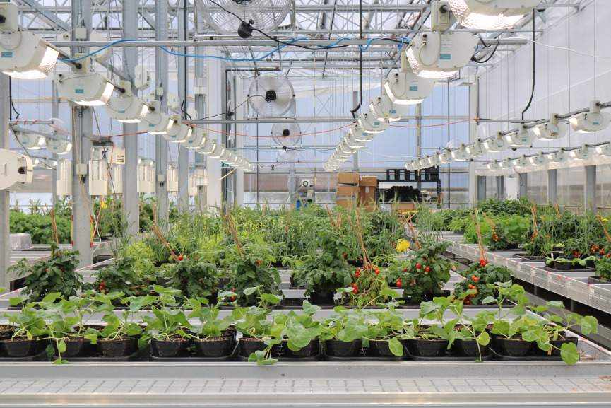 saudi,production,firm,dutch,greenhouses