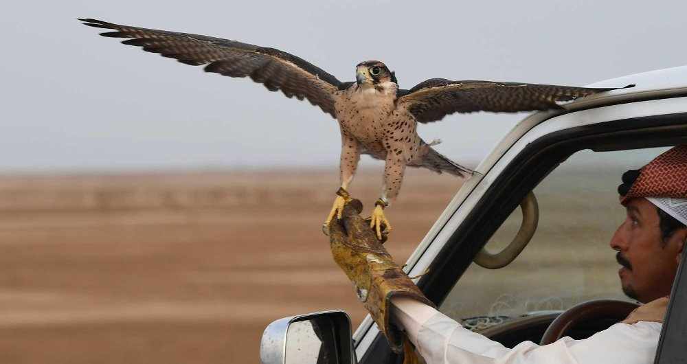 saudi project club falcons also