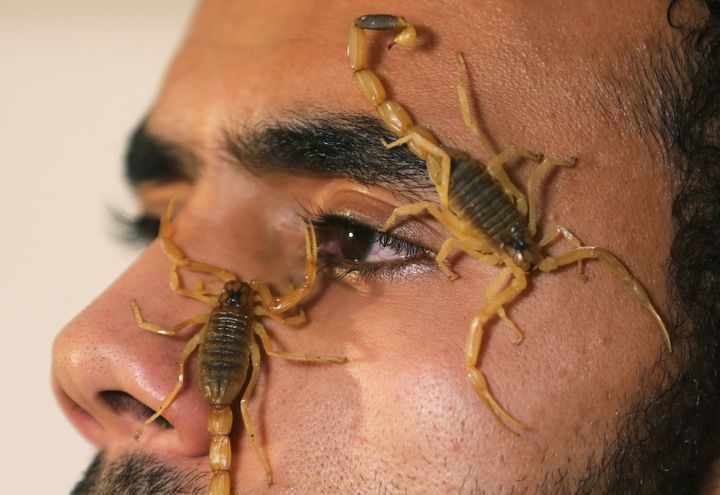 scorpions gold them thar