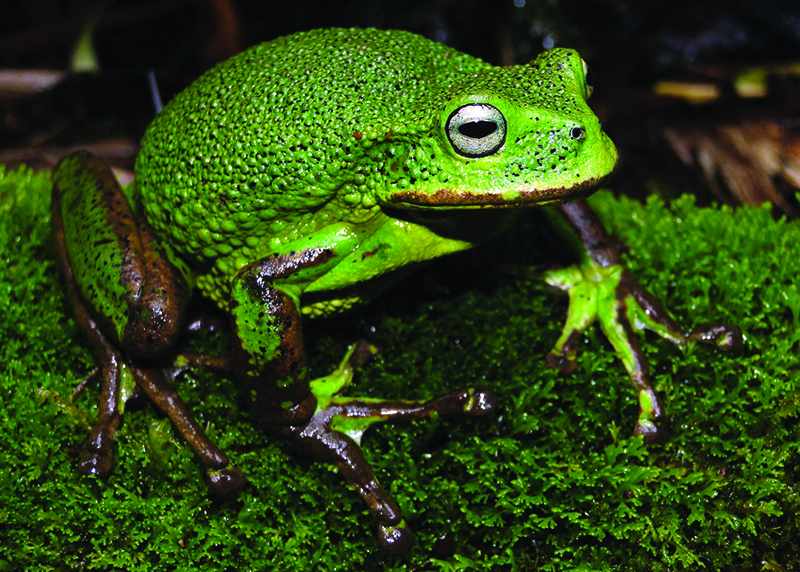 species frog amazon jungle peruvian