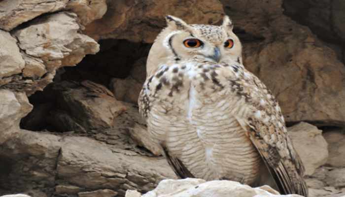 oman,owl,species,endangered,spotted