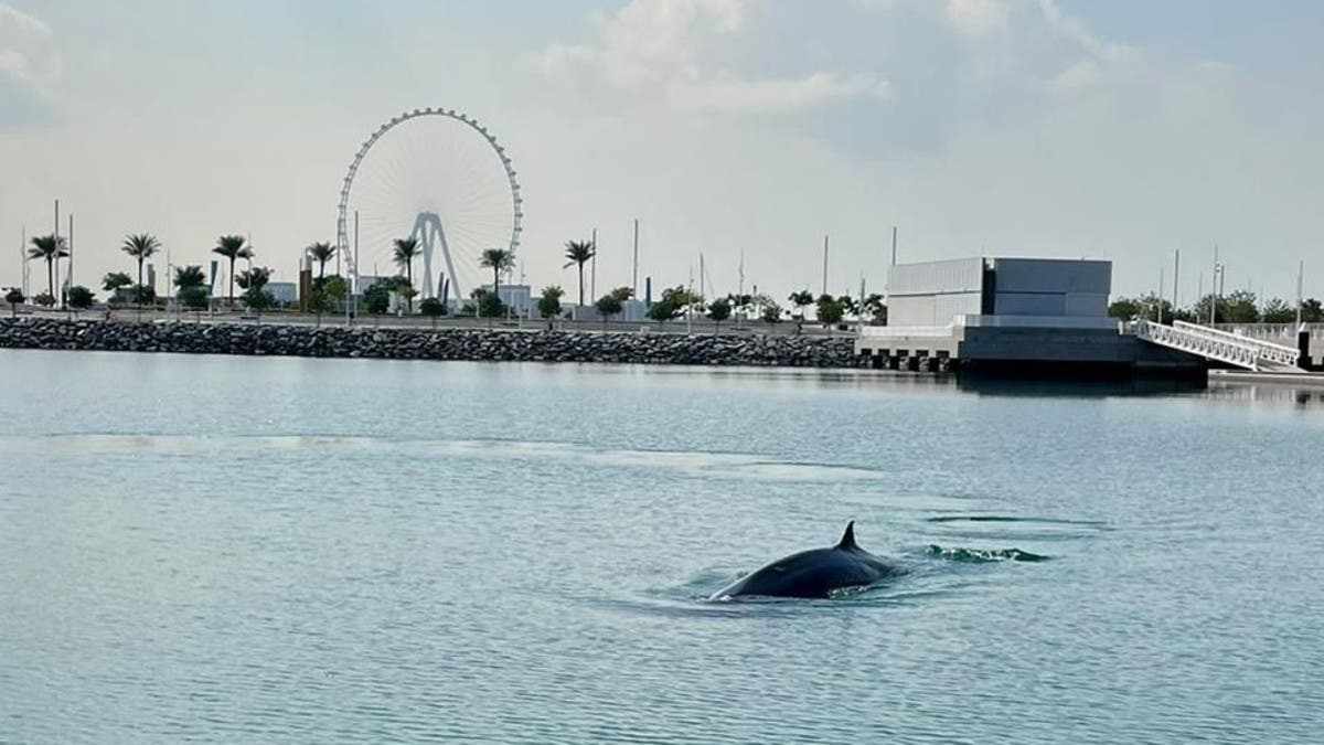 dubai,shares,video,Dubai,whale
