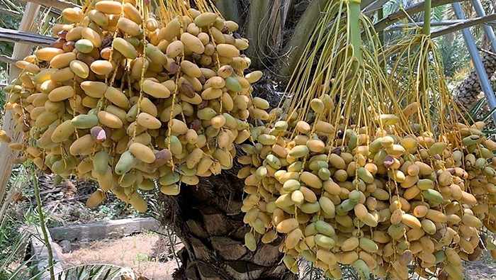 sultanate, production, dates, oman, palm, 