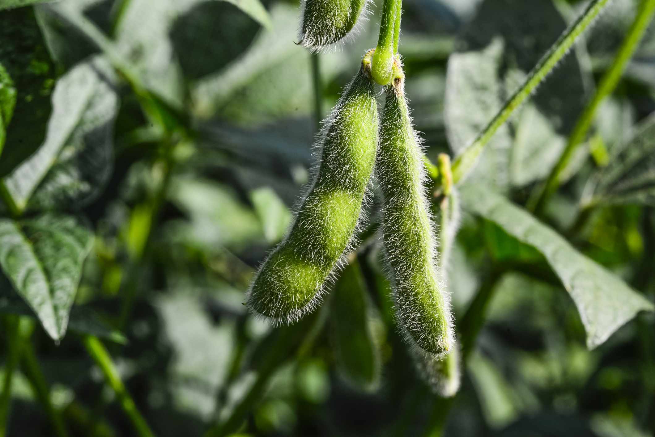 prices,supply,push,worries,soybeans
