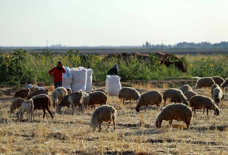 syria, wheat, crop, rain, dry, 