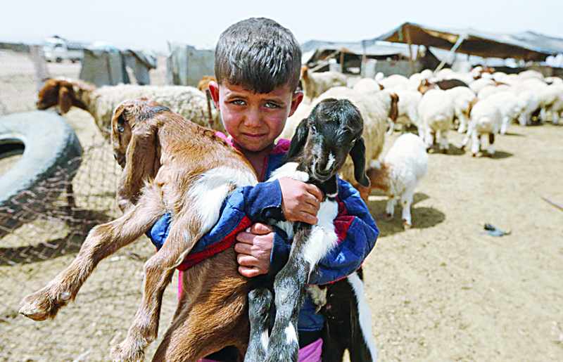 syrian shepherds zone grazing saasaani