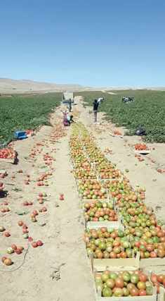 demand,losses,costs,tomato,farmers