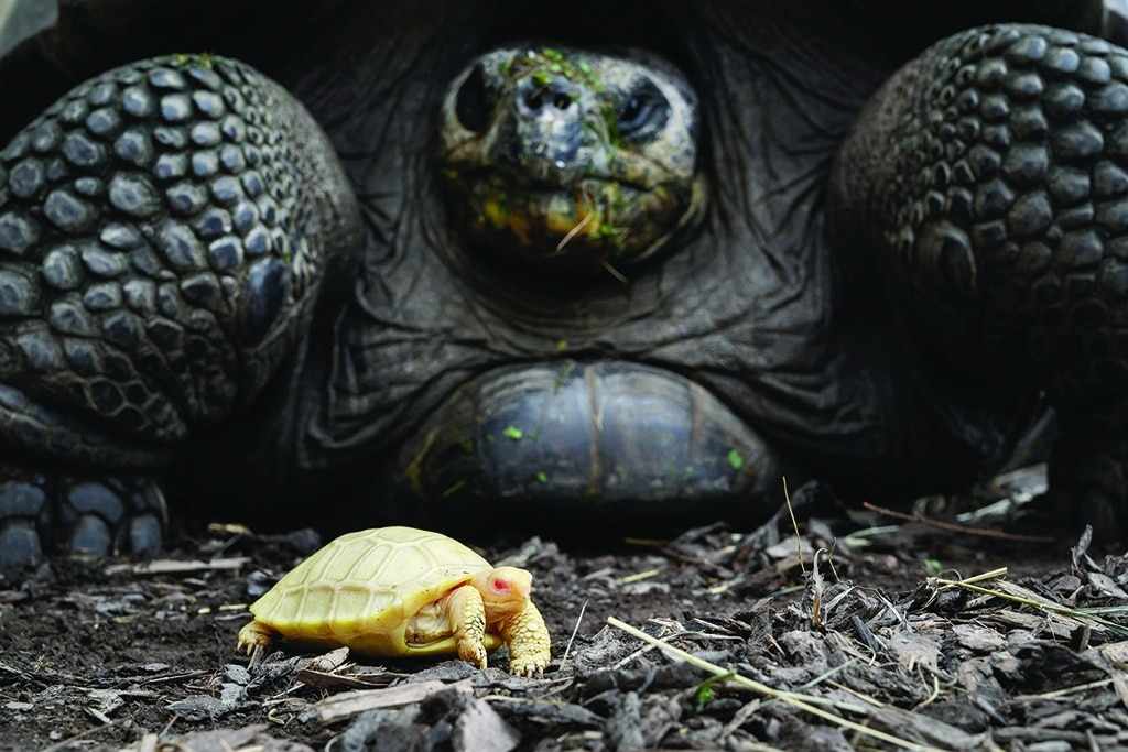 tortoise,zoo,albino,galapagos,born