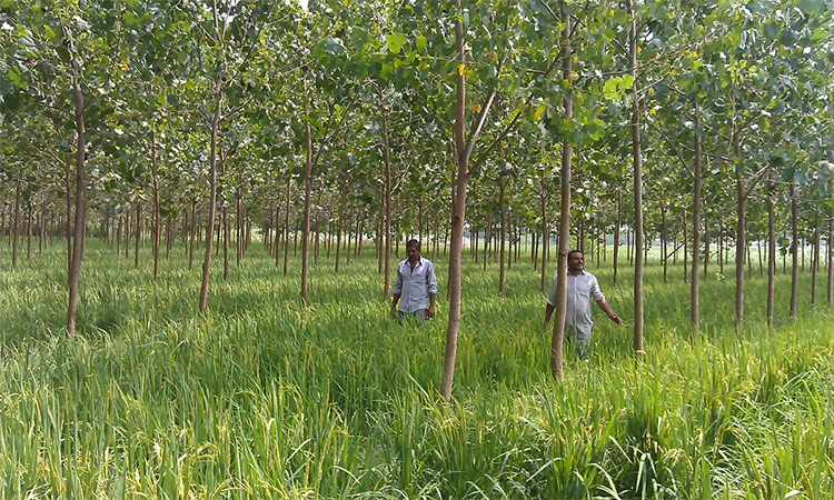 climate,agroforestry,benefits,farmers,trees