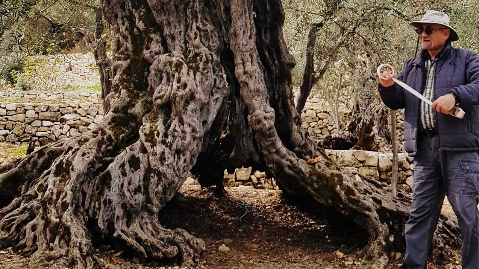 lebanon,world,olive,tree,oldest