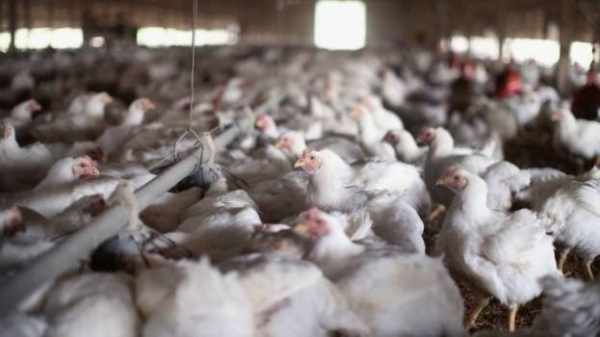 uae poultry imports bird flu
