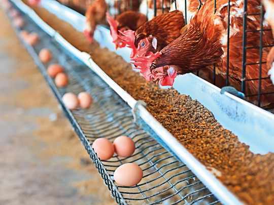 uae,demand,sector,innovation,poultry