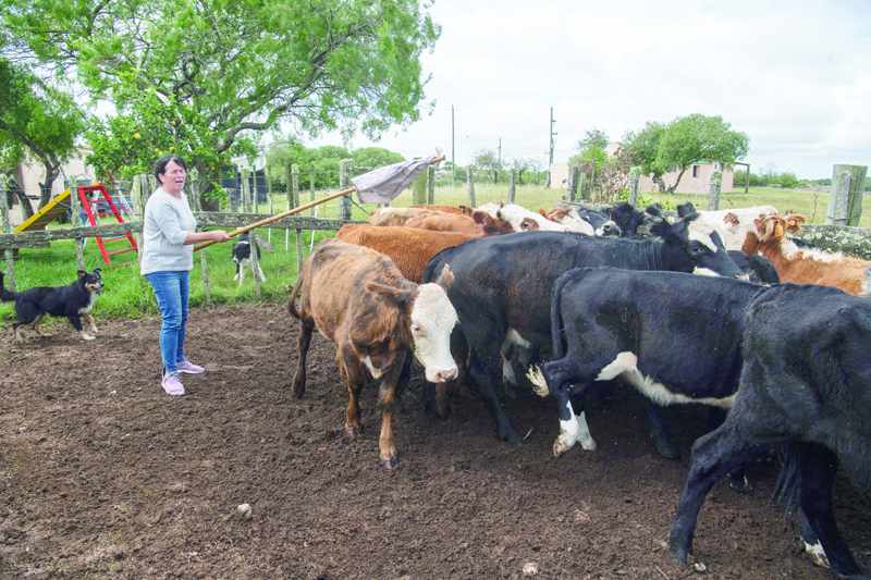 uruguay beef addicted greener cattle