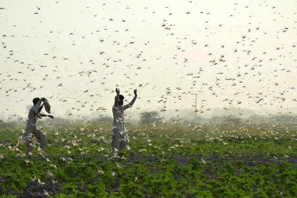locust pakistan infestation benefit steps