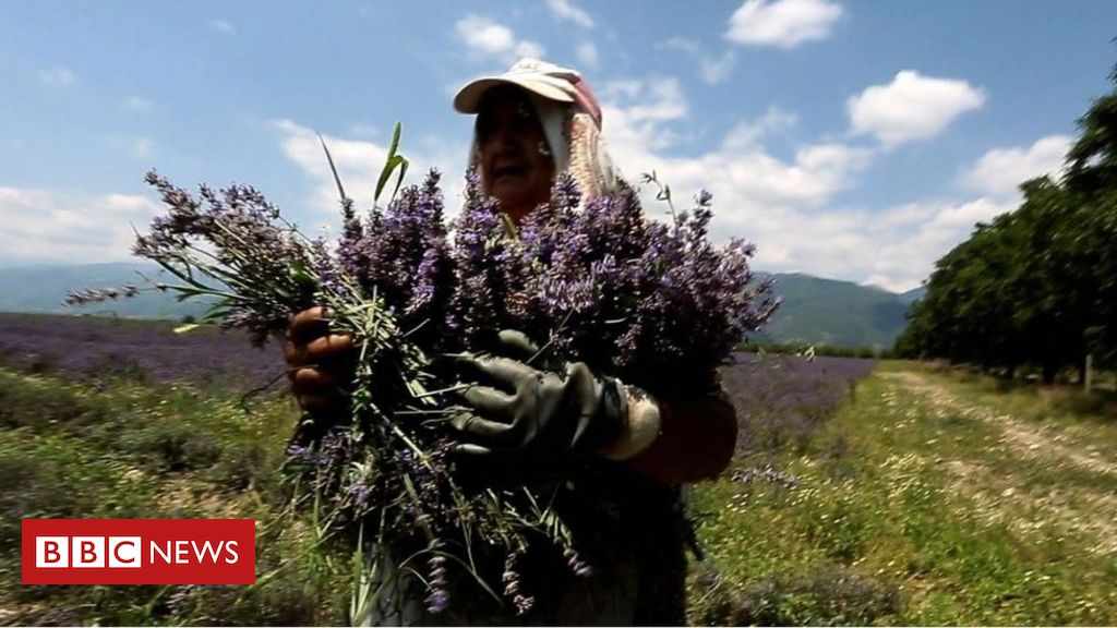 lavender bulgaria sweet smell success
